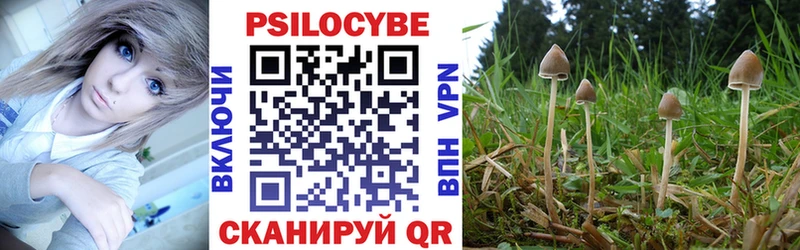 закладка  Армавир  Псилоцибиновые грибы Psilocybe 